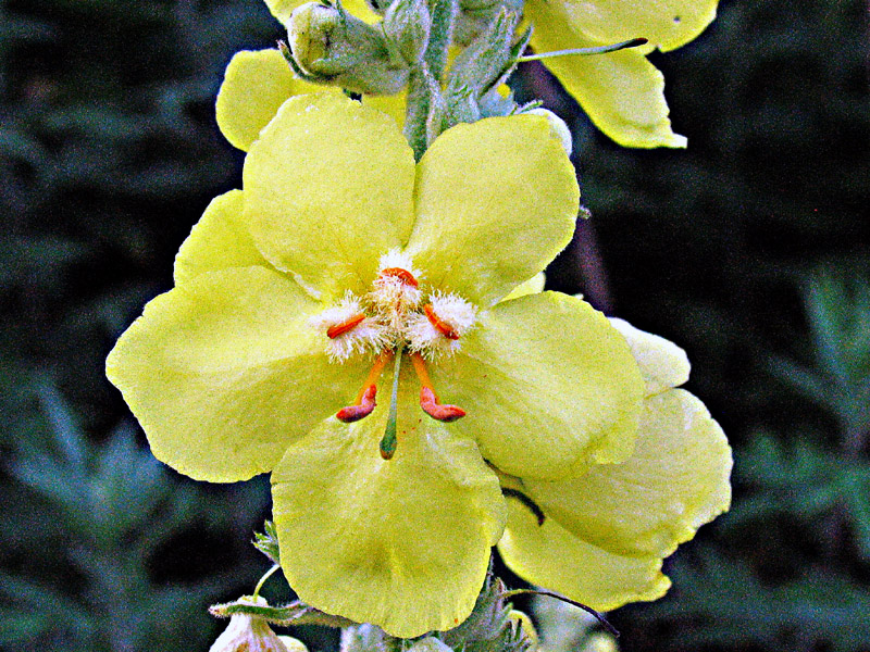 Verbascum densiflorum Bertol. o V. phlomoides L.?